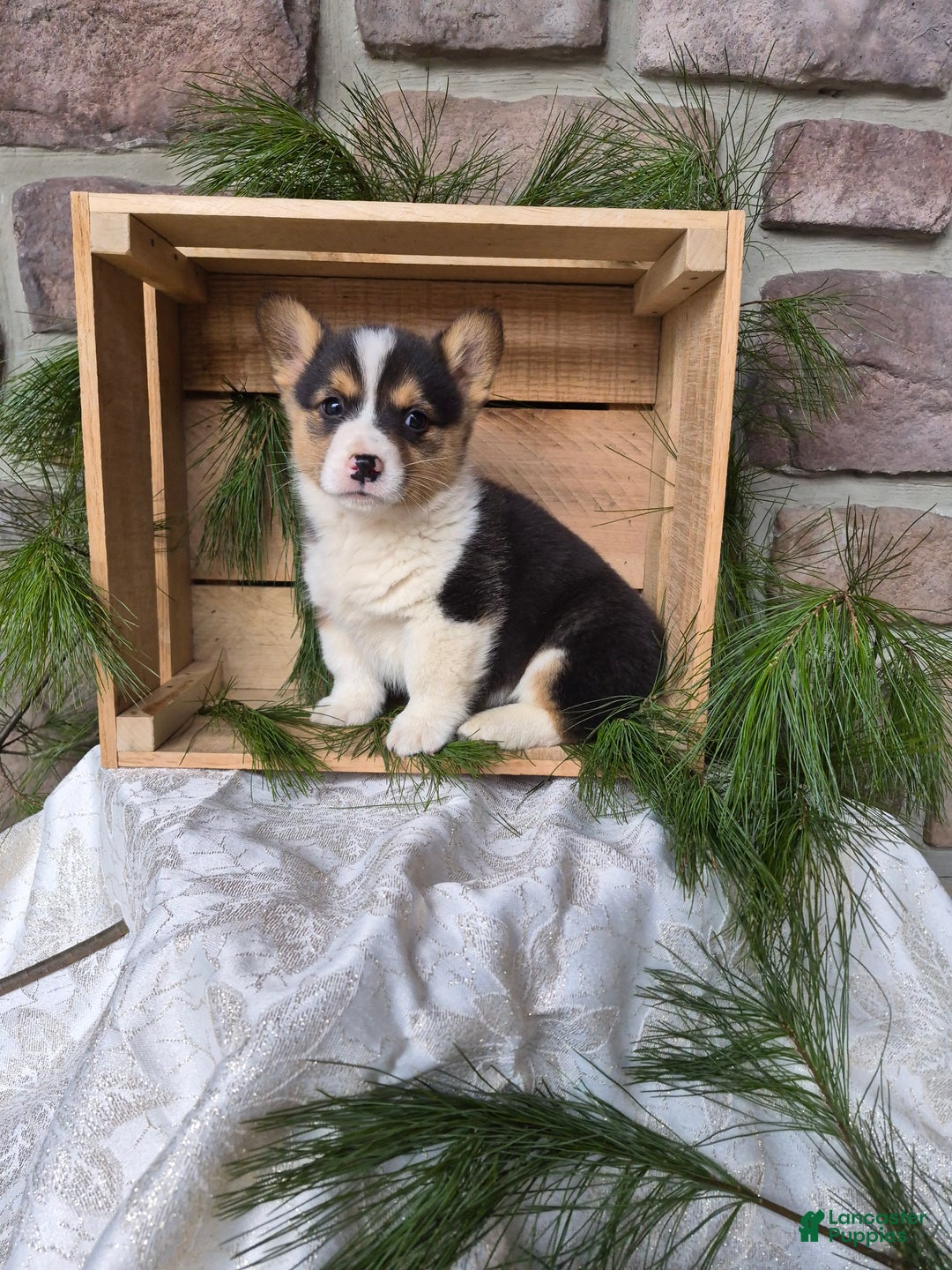 Welsh Corgi Pembroke dogs for sale: Ranger - Ad 2