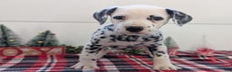 Dalmatian dogs for sale: Maggie - Ad 4