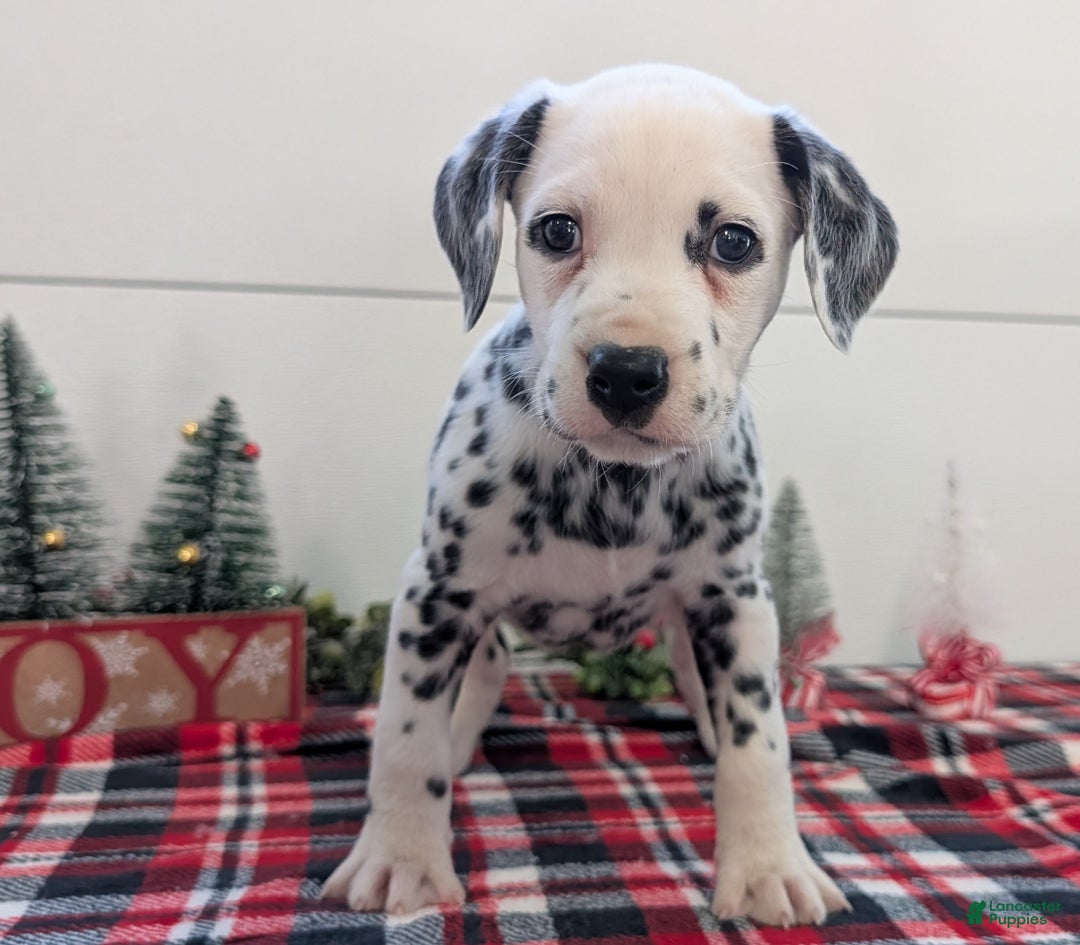 Dalmatian dogs for sale: Maggie - Ad 4