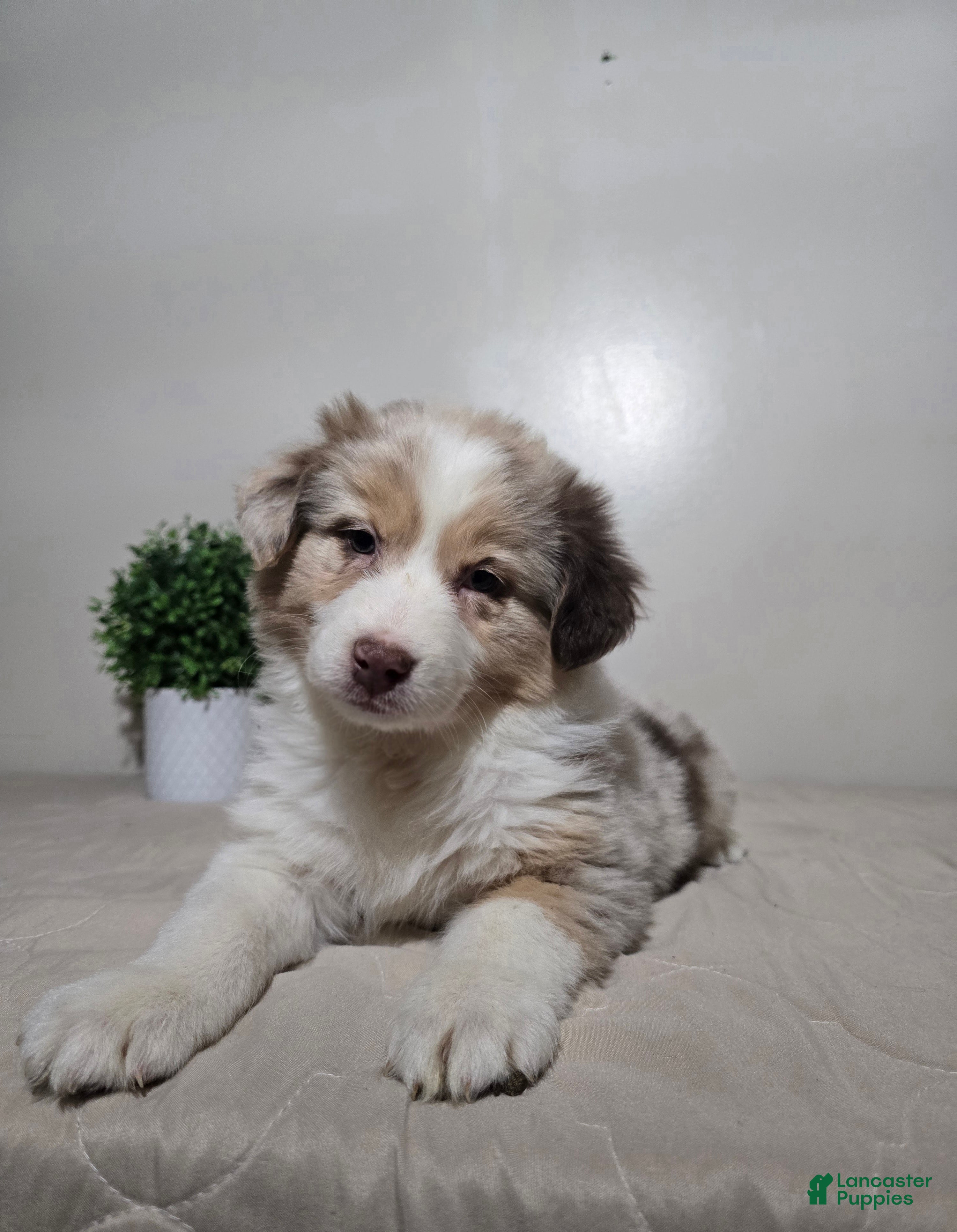 Australian Shepherd dogs Sadie  - Ad 16