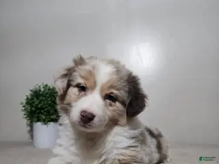 Australian Shepherd dogs Sadie - Ad 16