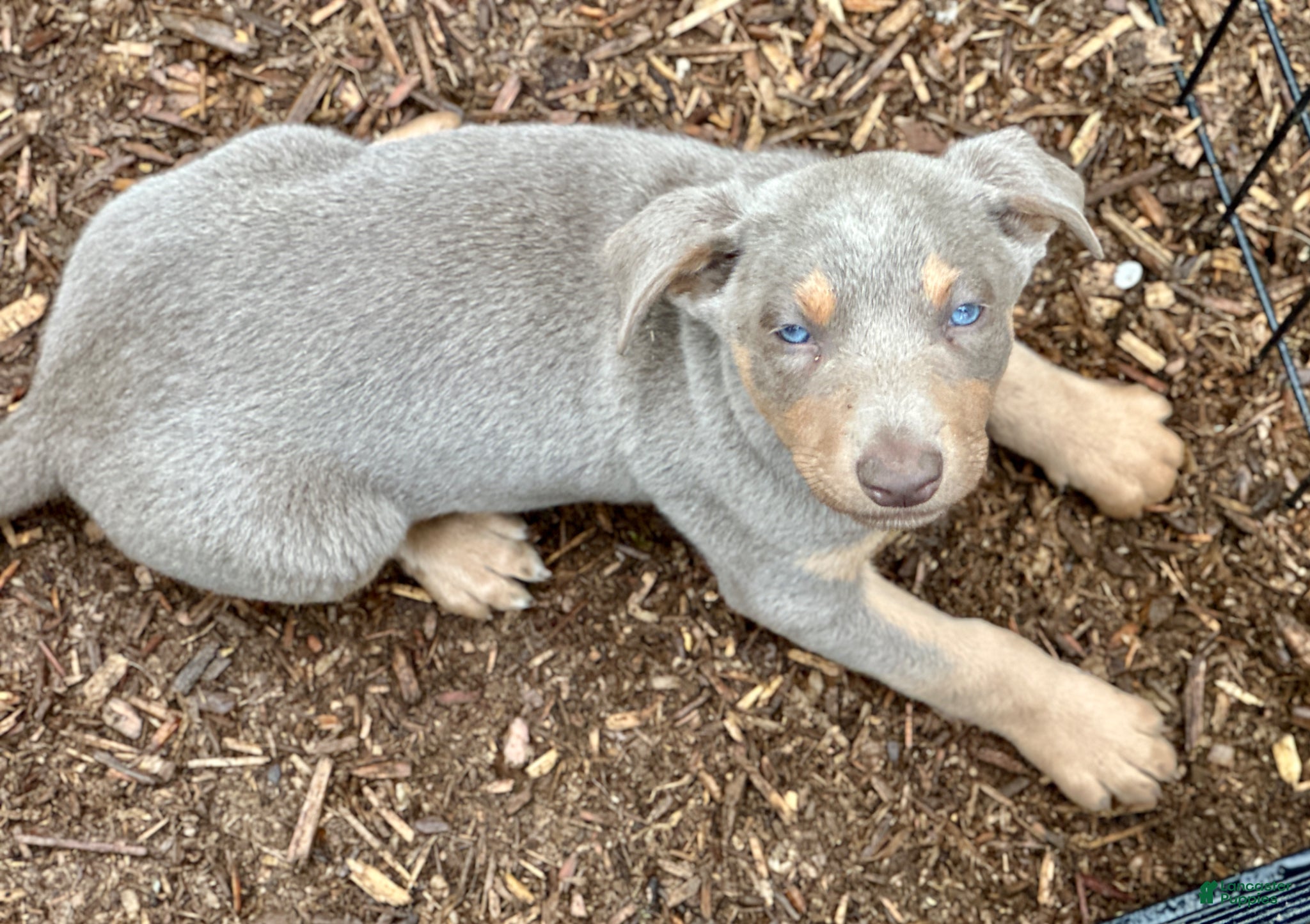 Mixed Breed dogs Australian Kelpie Fawn/Tan male  - Ad 1