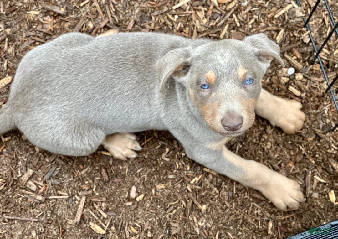 Mixed Breed dogs for sale: Australian Kelpie Fawn/Tan male  - Ad 1
