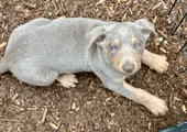 Australian Kelpie Fawn/Tan male