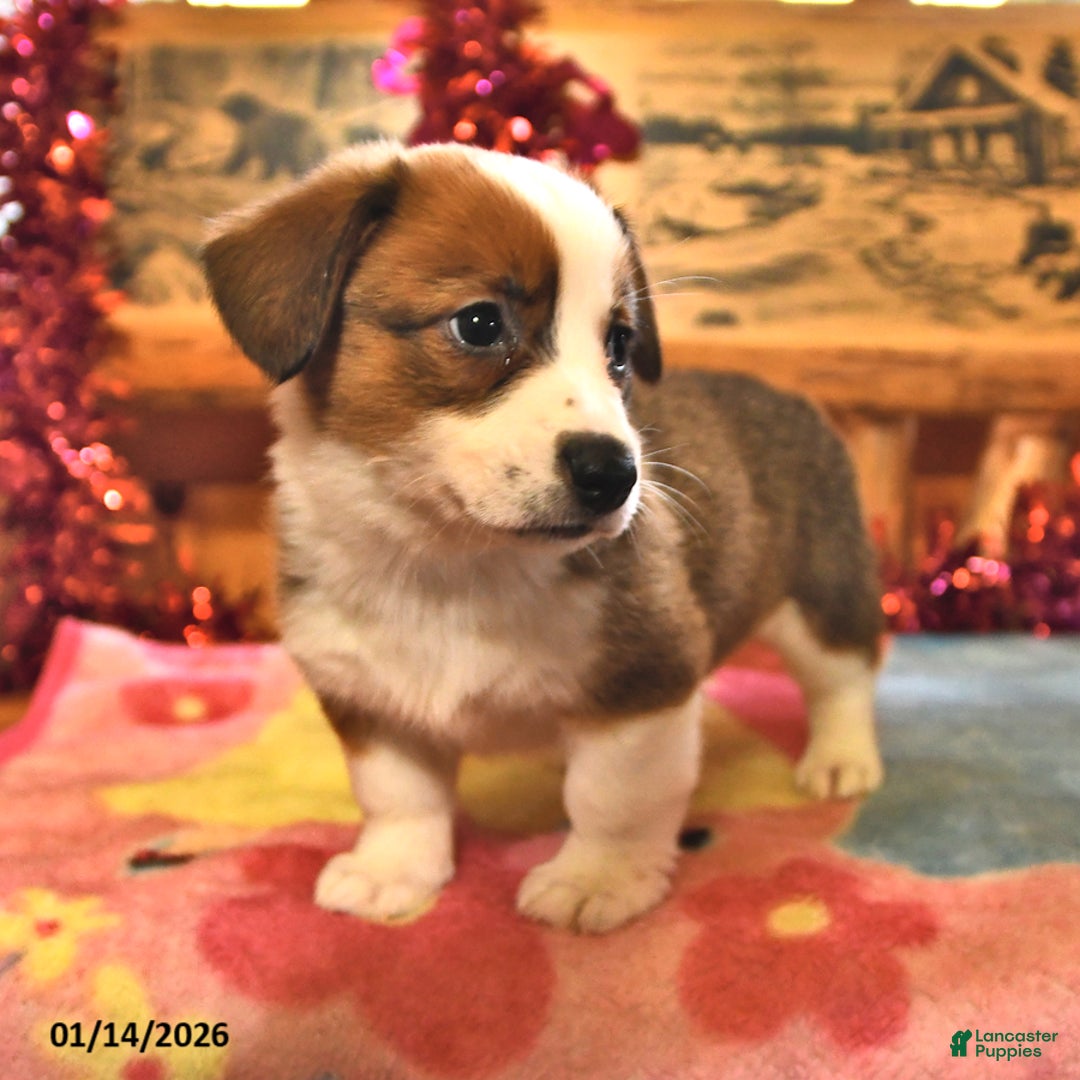 Welsh Corgi Pembroke dogs for sale: Sandy - Ad 4