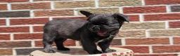 French Bulldog dogs for sale: Emmy - Ad 5