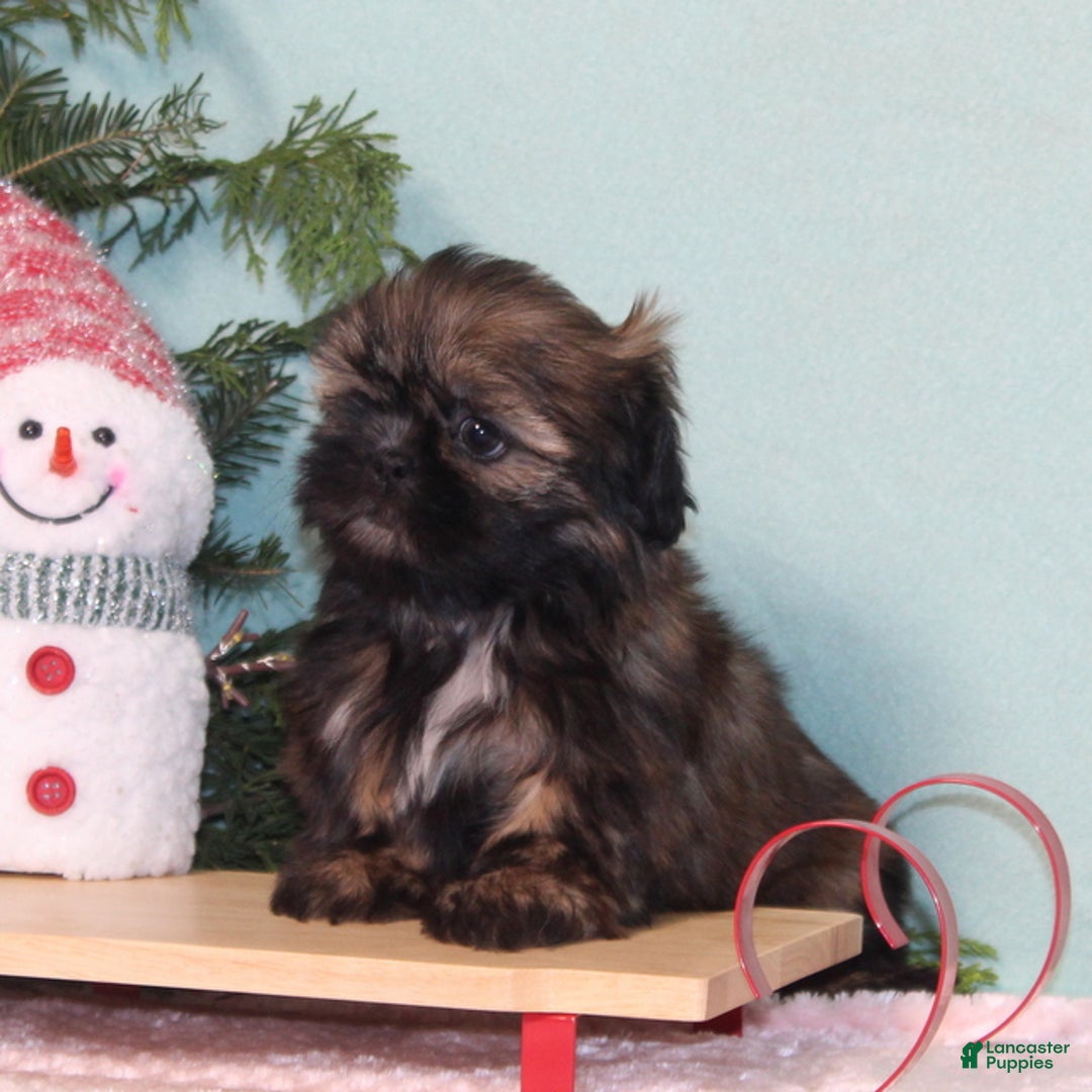 Shih Tzu dogs for sale: Magic - Ad 5