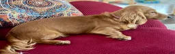 Miniature Dachshund dogs for sale: Miniature Dachshund 3 - Ad 6