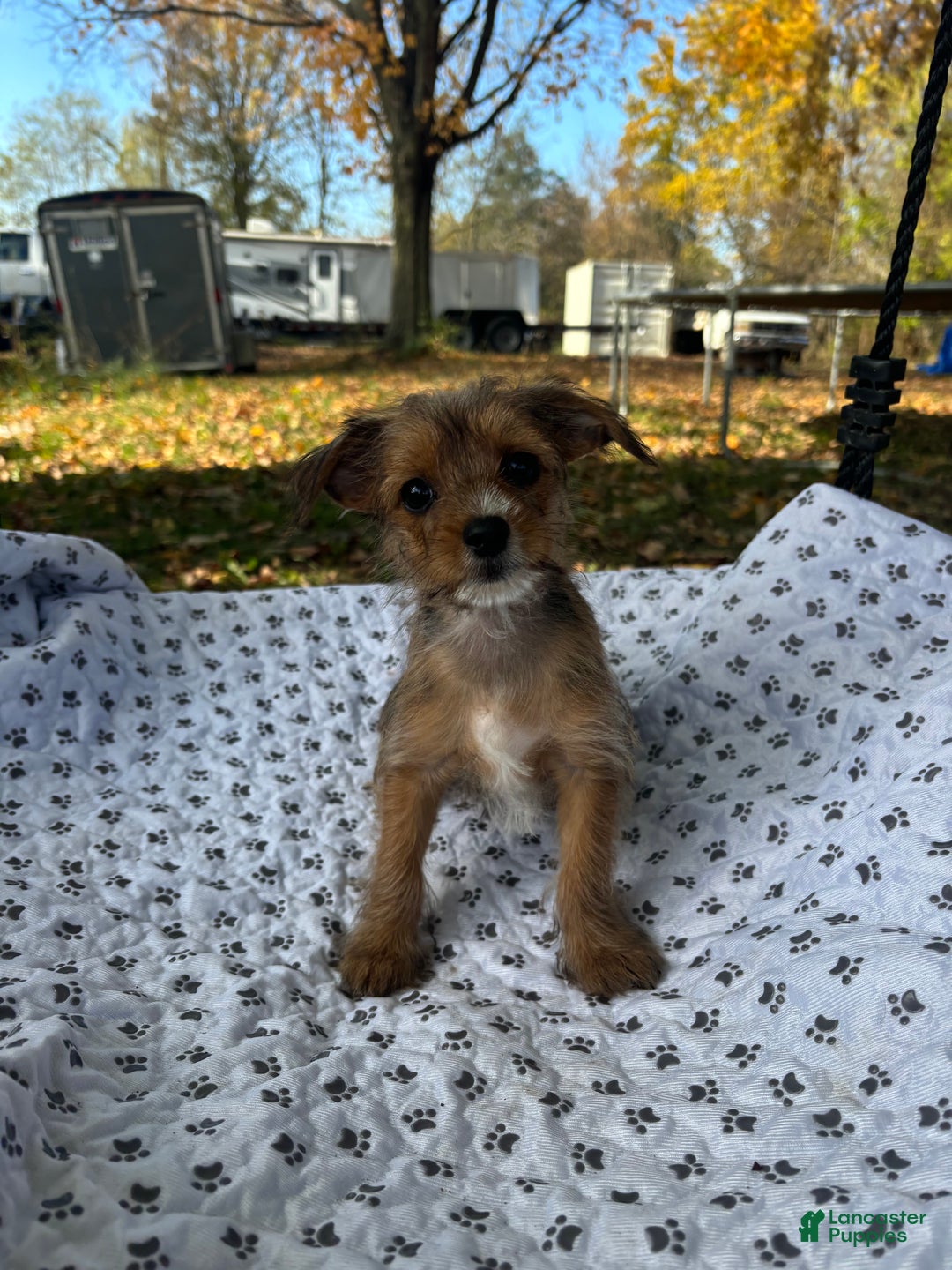 Yorkiepoo dogs for sale: Captain  - Ad 3