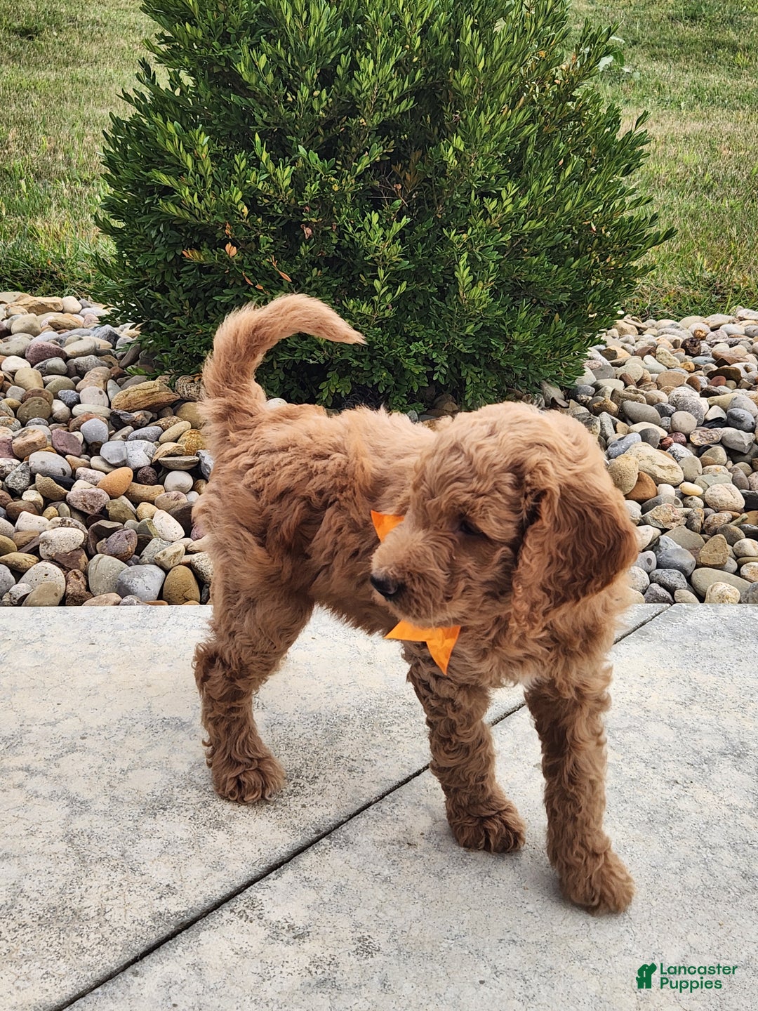 Goldendoodle dogs for sale: Daisy - Ad 16