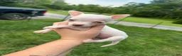 Chihuahua dogs for sale: Baby - Ad 4