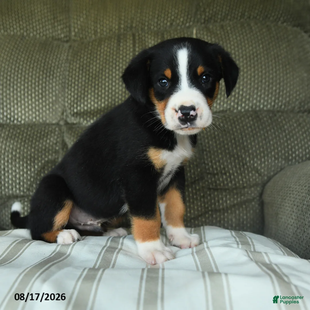 Greater Swiss Mountain Dog dogs for sale: Oscar - Ad 1