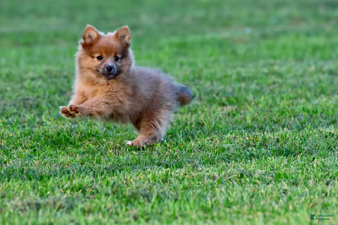 Pomeranian dogs for sale: Cinnamon - Ad 4