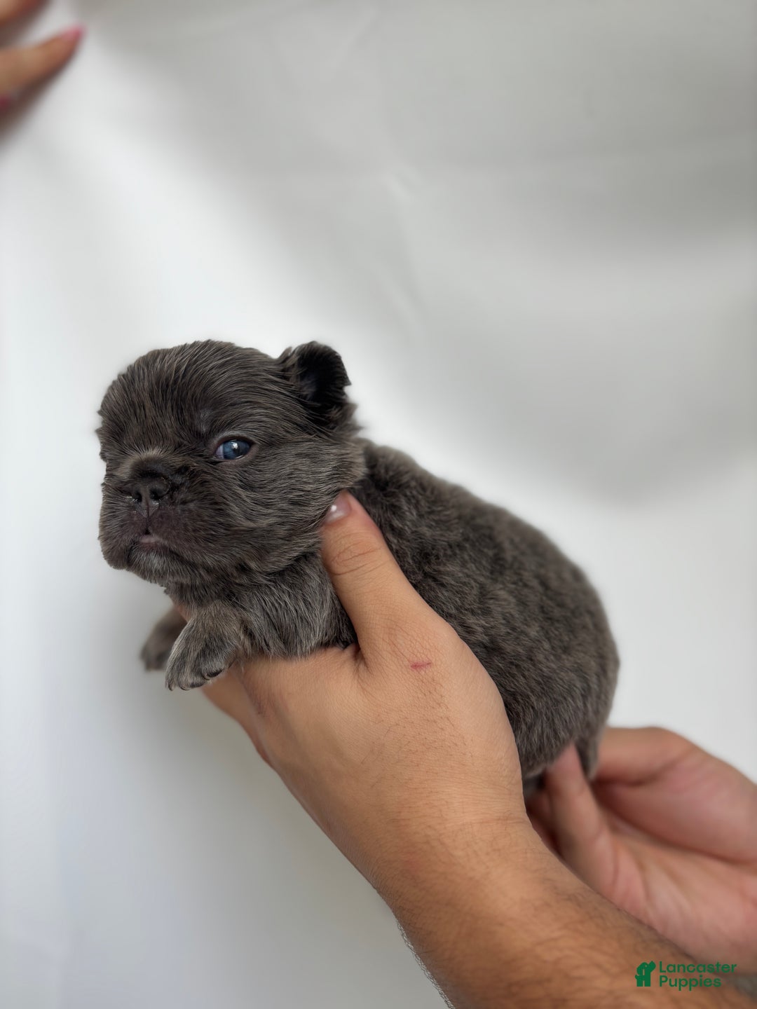 French Bulldog dogs for sale: Summer - Ad 8