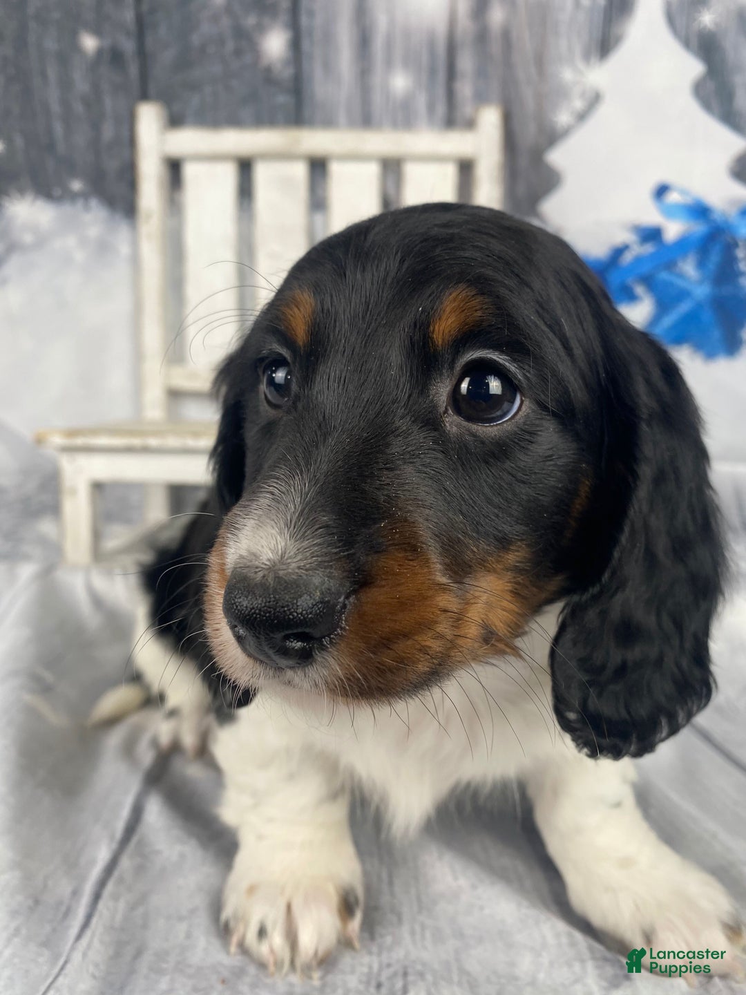 Miniature Dachshund dogs for sale: Oscar - Ad 1