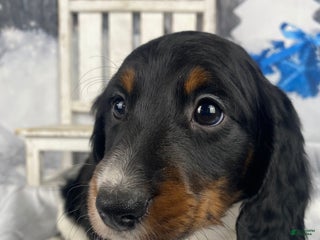 Miniature Dachshund dogs Oscar - Ad 4