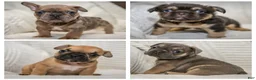 French Bulldog dogs for sale: Daisey - Ad 4