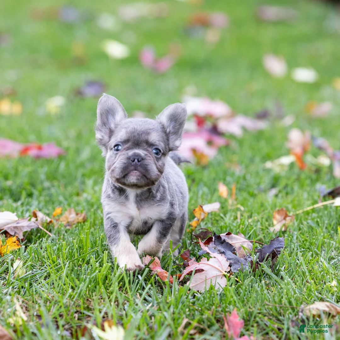 French Bulldog dogs for sale: Winston - Ad 1
