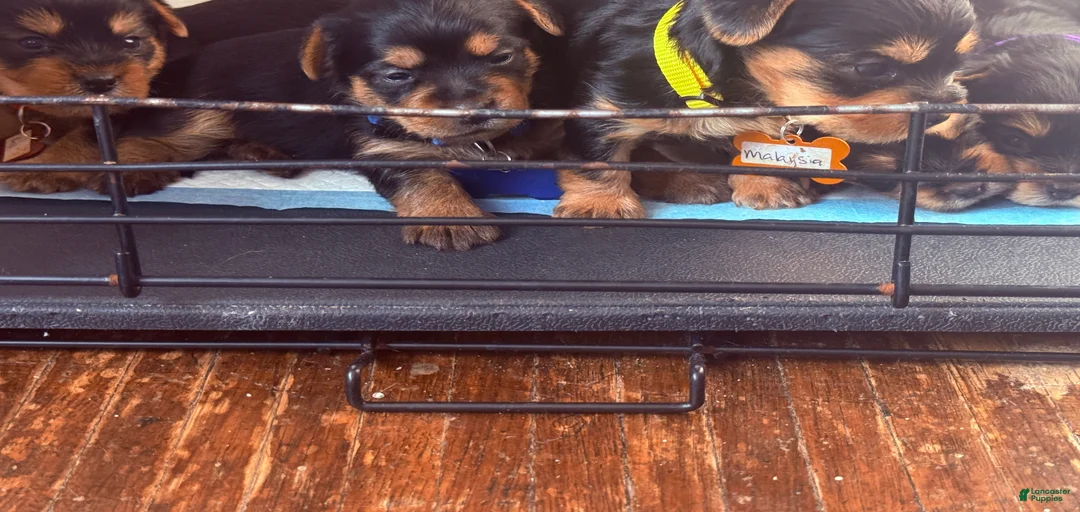 Gallery Image {{count}}