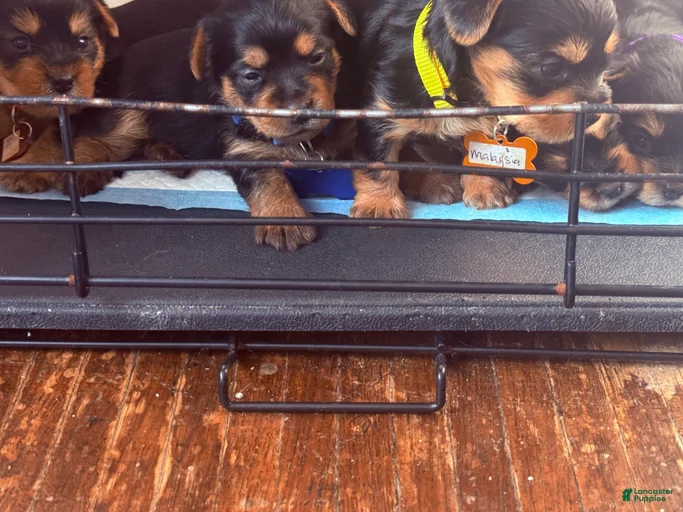 Gallery Image {{count}}