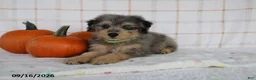 Mini Aussiedoodle dogs for sale: Bentley - Ad 3