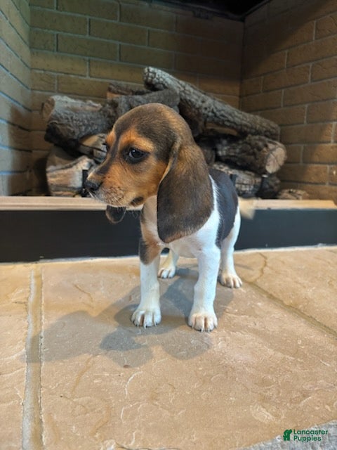 Beagle dogs Clover - Ad 1