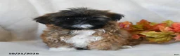 Shih Tzu dogs for sale: Trinket - Ad 4