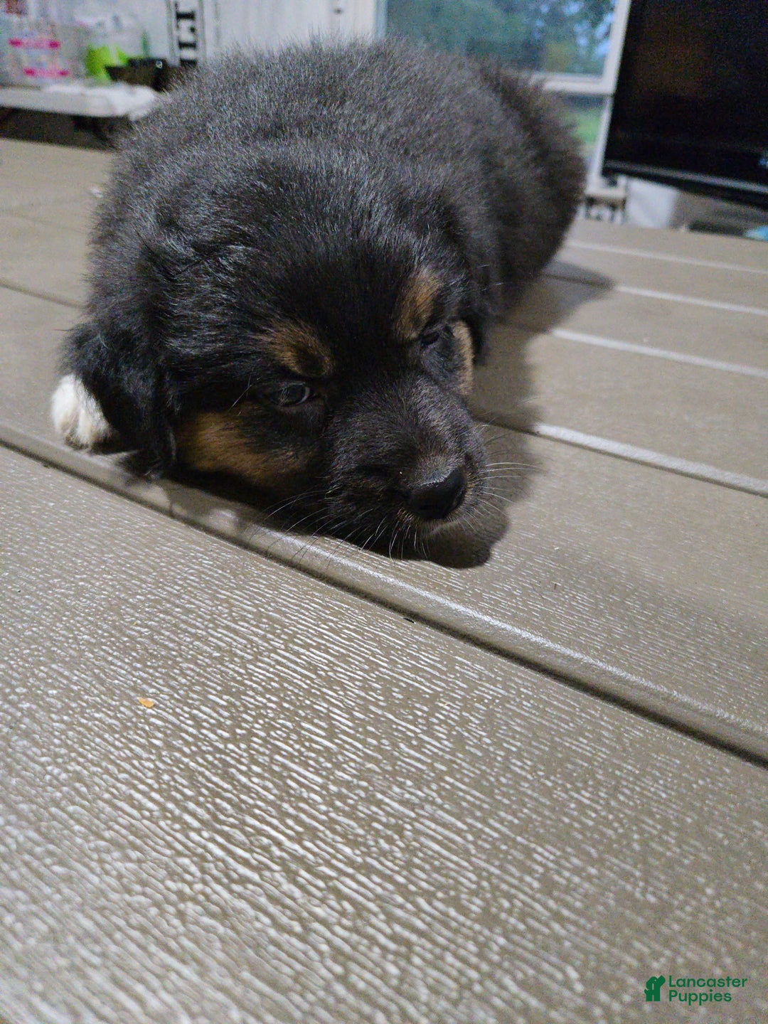 Australian Shepherd dogs for sale: Australian Shepherd Puppy 6 - Ad 4