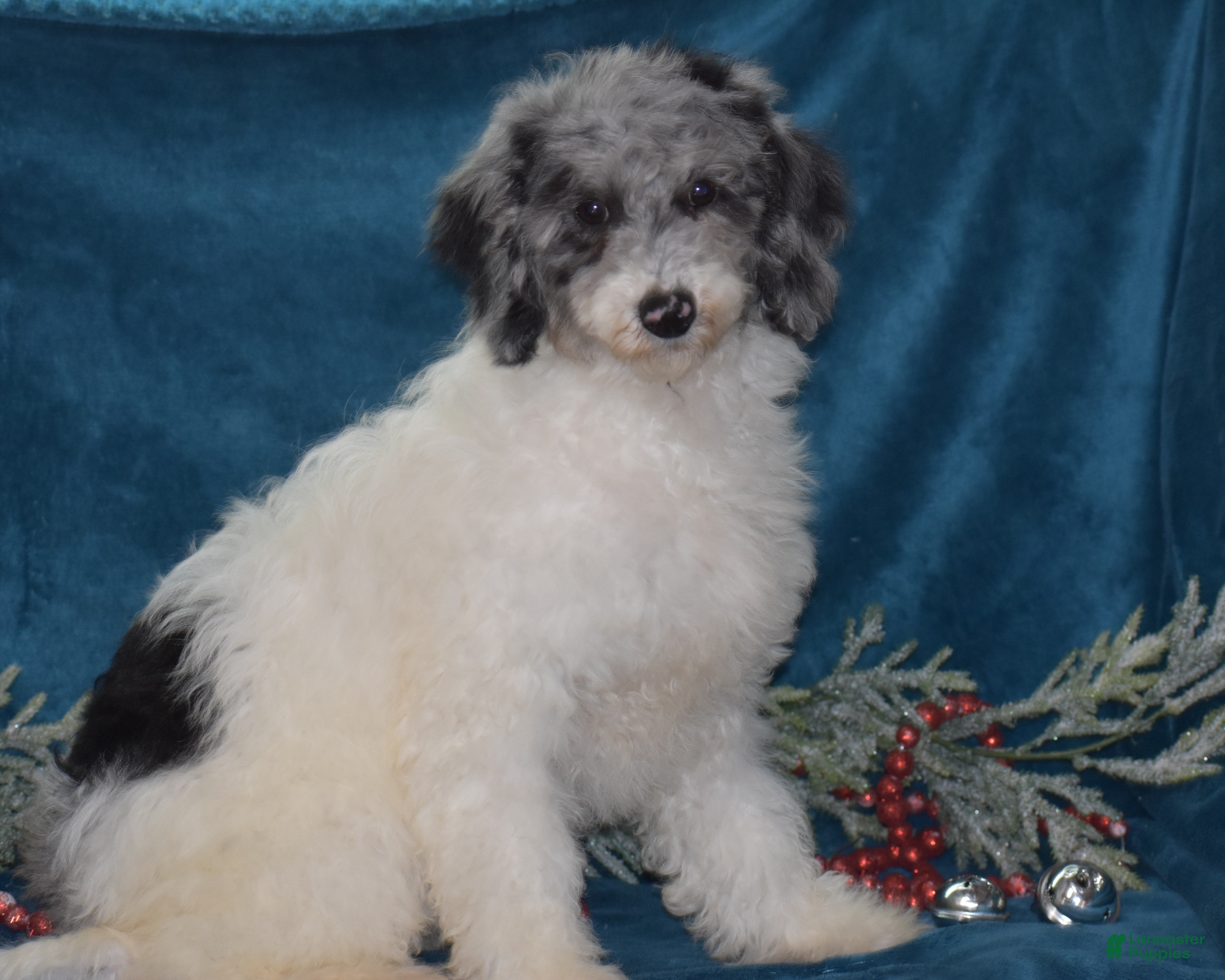 Miniature Poodle dogs Zoe - Ad 11