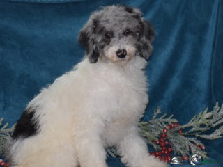 Miniature Poodle dogs Zoe - Ad 11