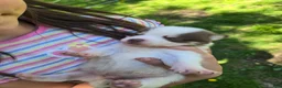 Pomsky dogs for sale: Pomsky Puppy 4 - Ad 1