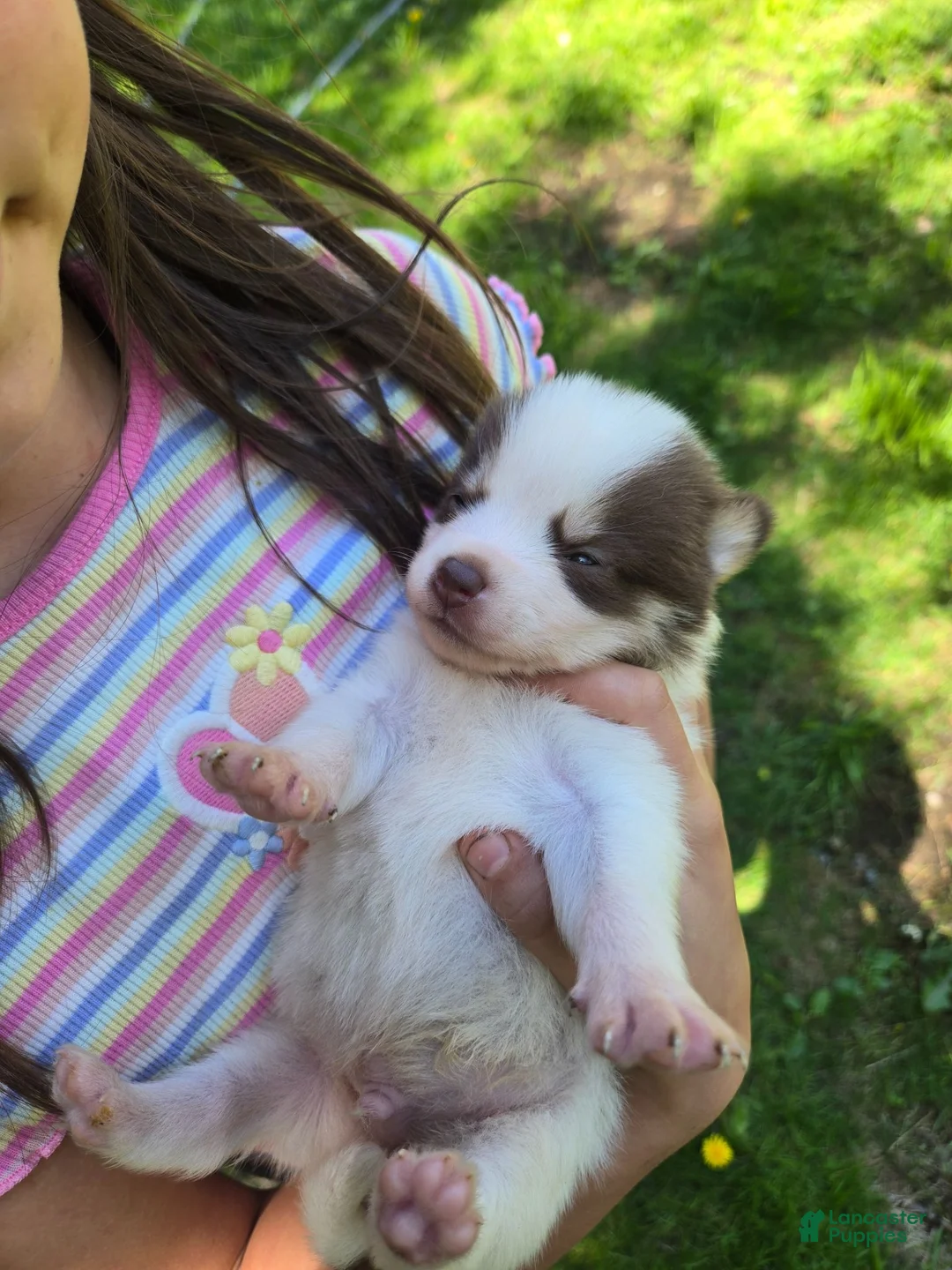 Pomsky dogs for sale: Pomsky Puppy 4 - Ad 1
