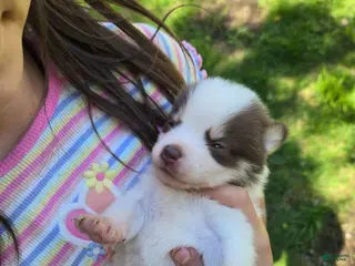 Pomsky dogs Pomsky Puppy 4 - Ad 2