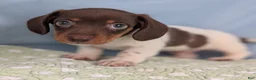 Miniature Dachshund dogs for sale: London Boy - Ad 4
