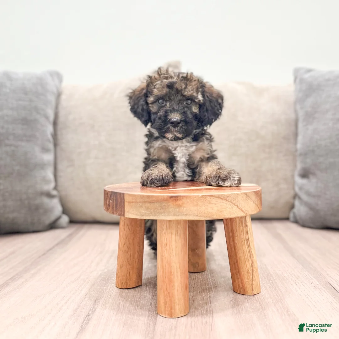 Miniature Poodle dogs for sale: Smoky - Ad 2