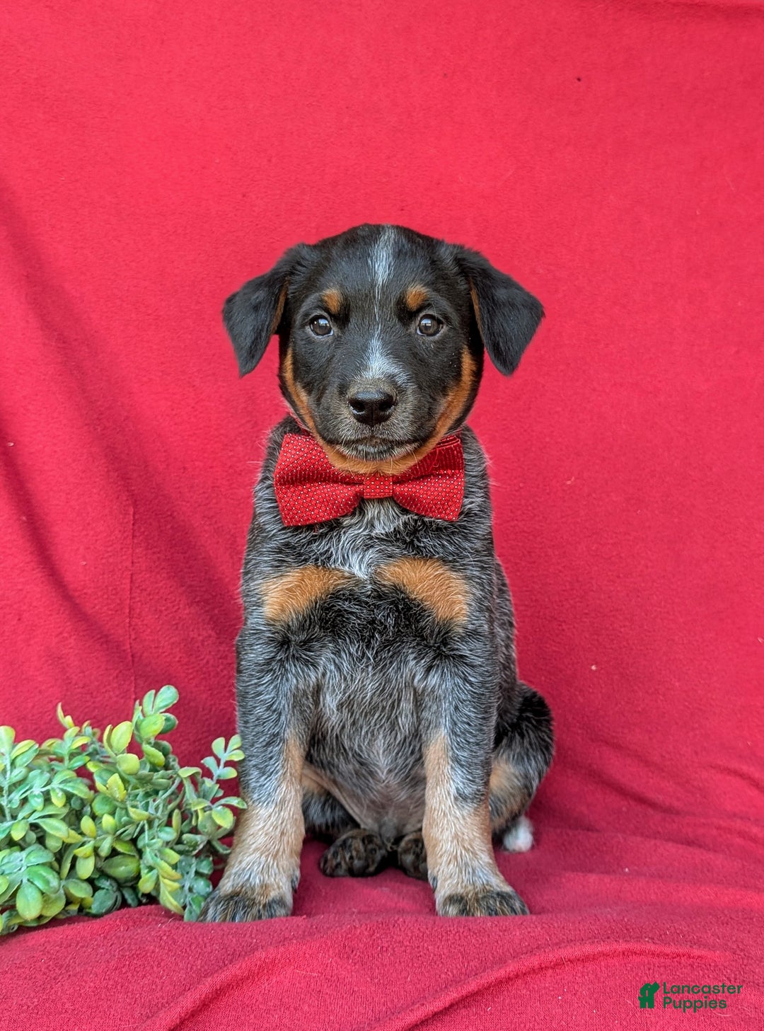 Australian Cattle Dog dogs for sale: Sherman - Ad 2