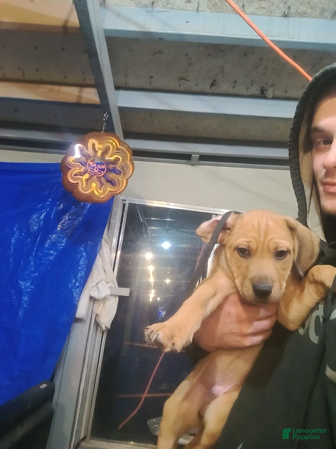 Mixed Breed dogs for sale: Spartacus - Ad 3