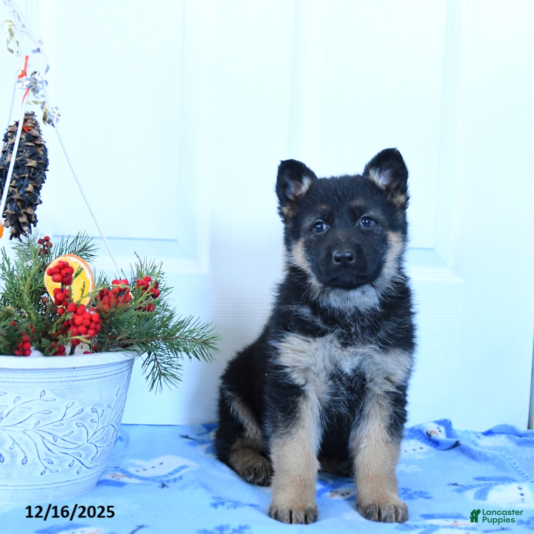 German Shepherd dogs for sale: Gracie - Ad 2