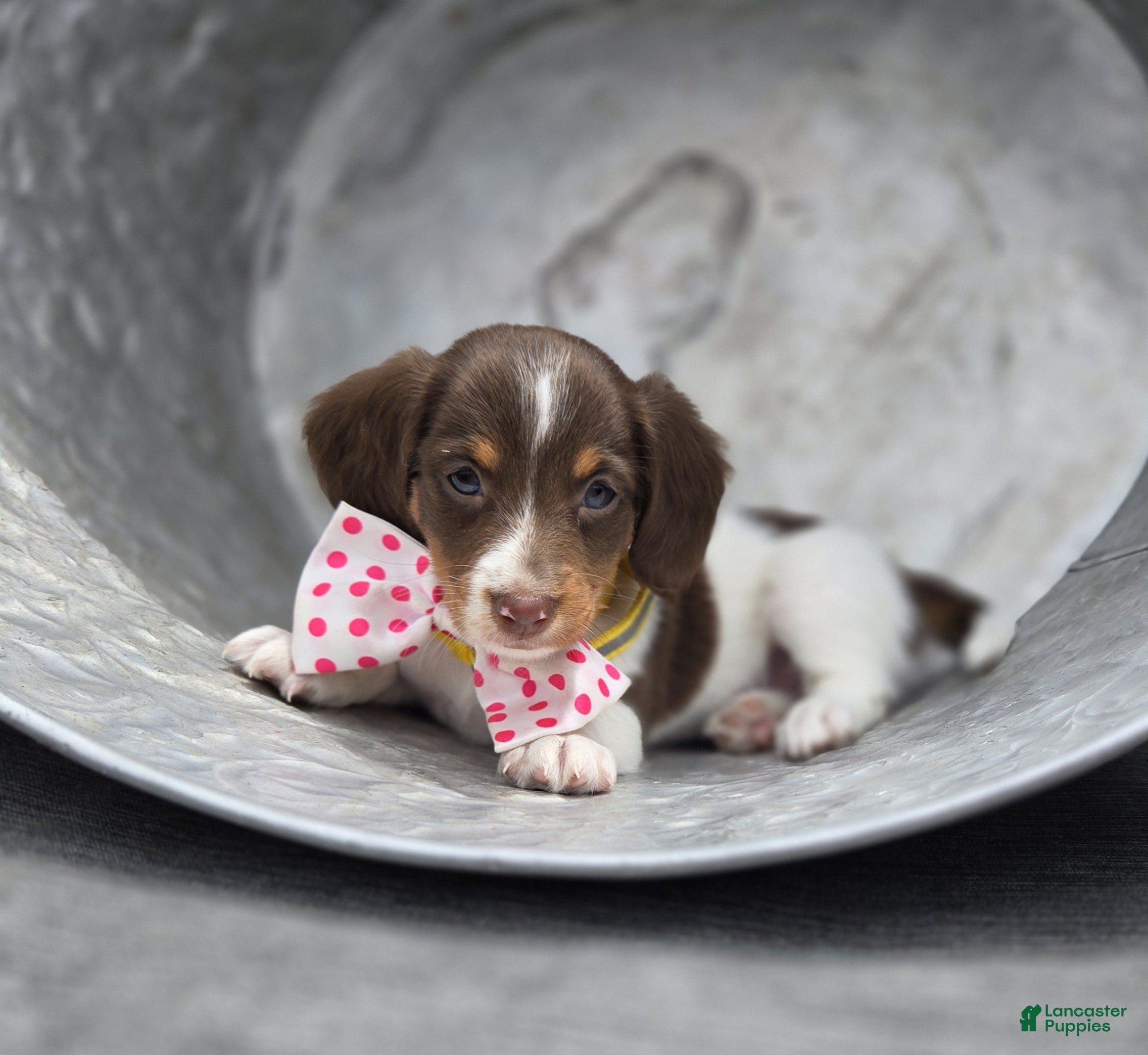 Miniature Dachshund dogs Fay - Ad 2
