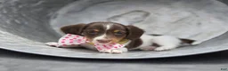 Miniature Dachshund dogs for sale: Fay - Ad 2