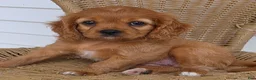 Cavapoo dogs for sale: MANDEE - Ad 7