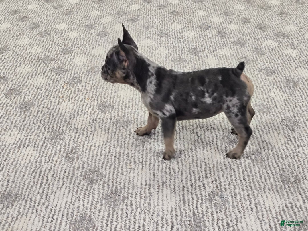 French Bulldog dogs for sale: Remi - Ad 6