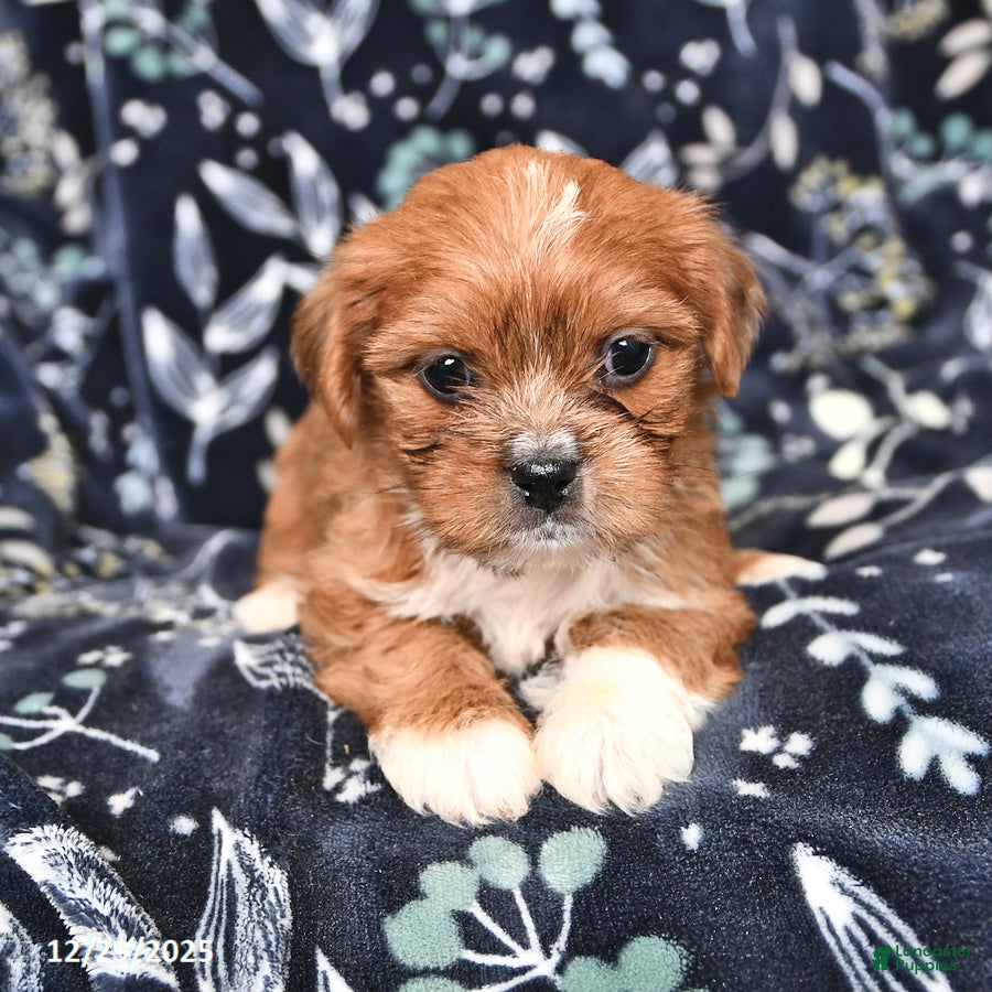 Shorkie dogs Charlie - Ad 2