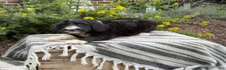 Mixed Breed dogs for sale: Guiness - Ad 11