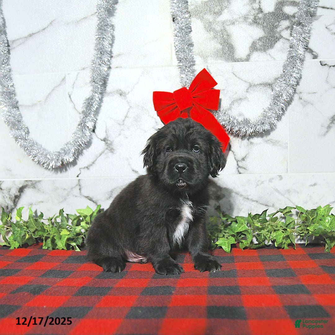 Mini Hippo dogs for sale: Bear - Ad 3