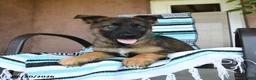 German Shepherd dogs for sale: Galileo - Ad 3