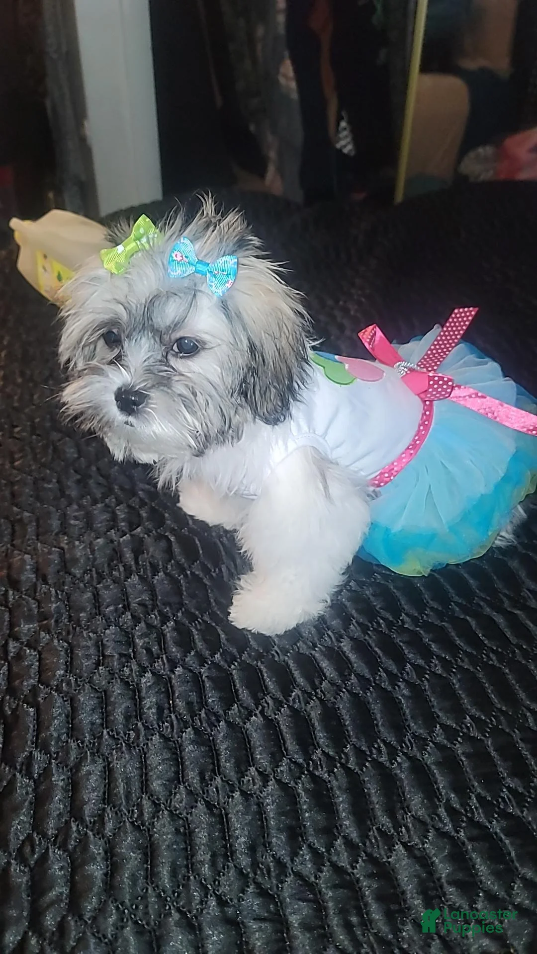 Malshi dogs for sale: Essence  - Ad 2