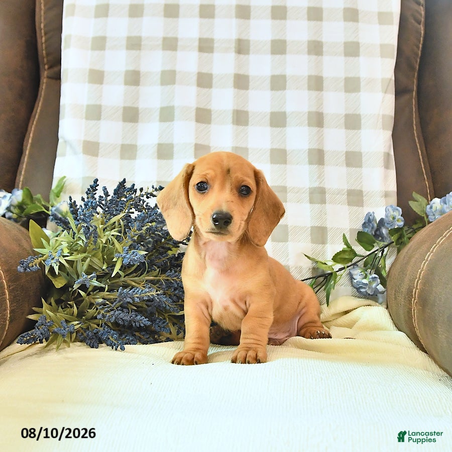 Miniature Dachshund dogs River - Ad 1