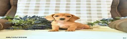 Miniature Dachshund dogs for sale: River - Ad 1