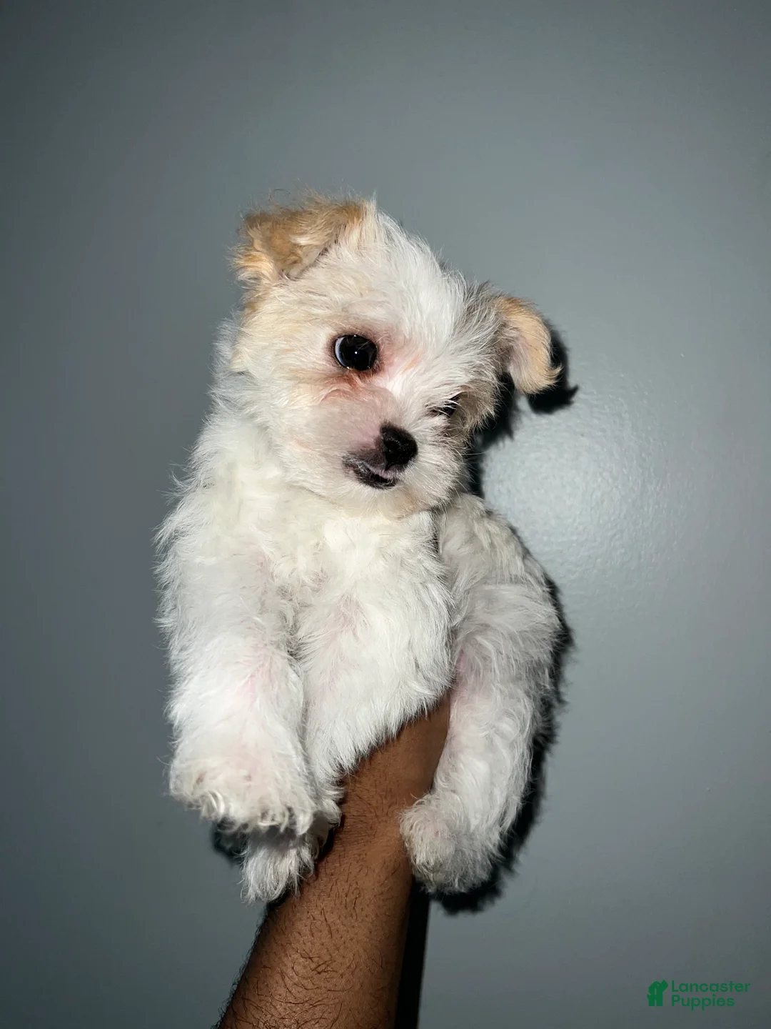 Yorkshire Terrier dogs for sale: Cyrus - Ad 4